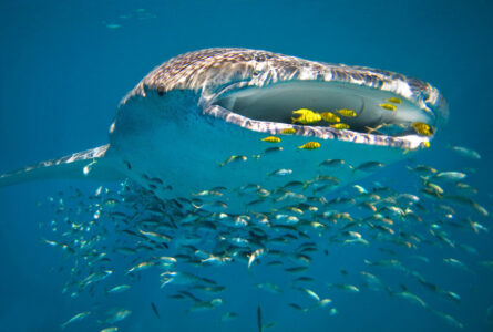Whale Shark Whale Shark, Ningaloo Reef, WA Sal Salis, Luxury Lodges of Australia, Western Australia