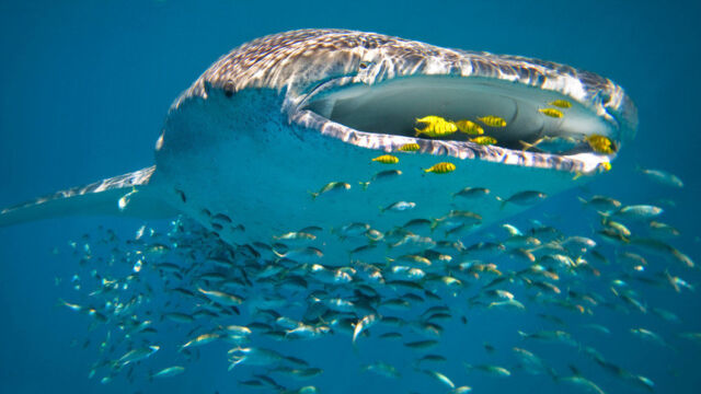 Whale Shark Whale Shark, Ningaloo Reef, WA Sal Salis, Luxury Lodges of Australia, Western Australia