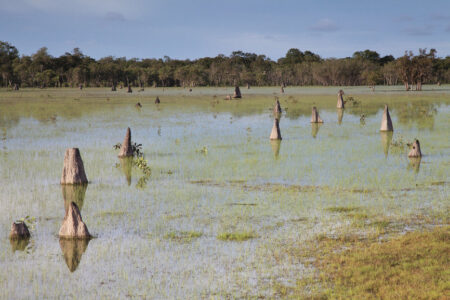 Termite Mounds, Bamurru Plains Termite Mounds, Bamurru Plains, NT Australia