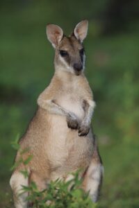 Euros, Bamurru Plains Euros, Bamurru Plains, NT Australia