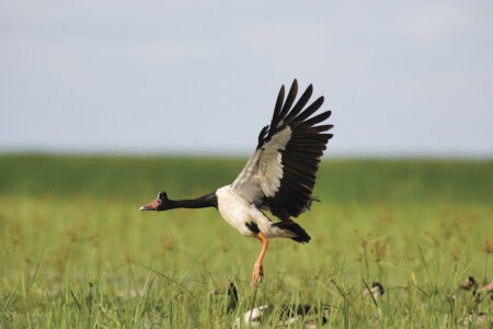Magpie Geese, Bamurru Plains Magpie Geese, Bamurru Plains, NT Australia