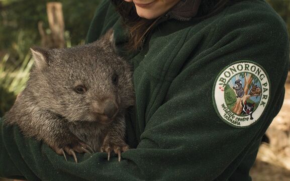 Keeper Petra Harris holding a young wombat at Bonorong Wildlife Sanctuary Keeper Petra Harris holding a young wombat at Bonorong Wildlife Sanctuary, Australia, Tasmania