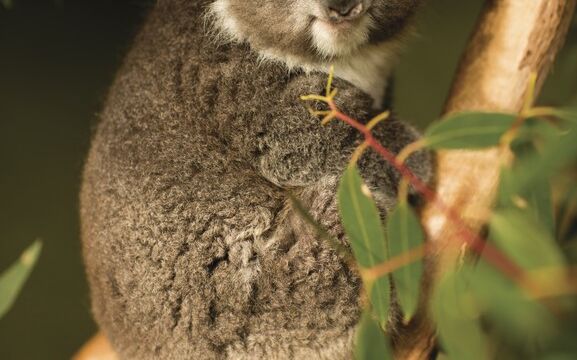 Koala, Bonorong Wildlife Sanctuary Koala, Bonorong Wildlife Sanctuary, Tasmania Austrralia