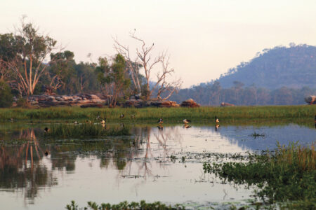 Magpie Goose, Davidson’s Arnhemland Safaris, Mt Borradaile Davidson’s Arnhemland Safaris, Magpie Goose, Mt Borradaile, NT Australia