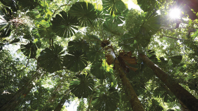 Overhead canopy, Daintree National Park, Queensland