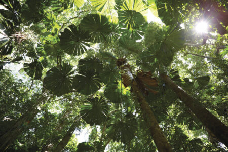 Overhead canopy, Daintree National Park, Queensland