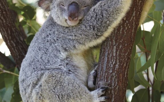 Kuranda Koala Gardens Kuranda Koala Gardens, QLD Australia