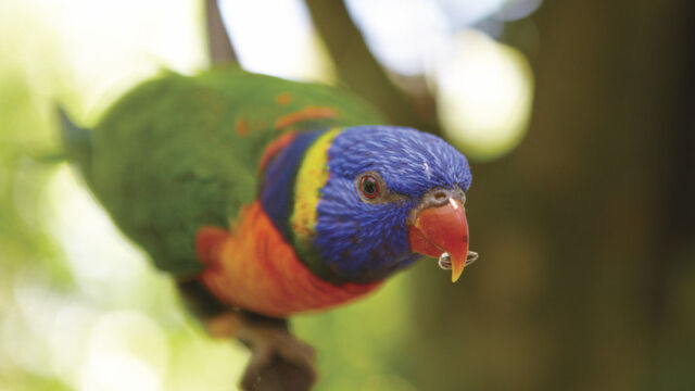 Rainbow Lorikeets, Birdworld Kuranda Rainbow Lorikeets, Birdworld Kuranda, QLD Australia