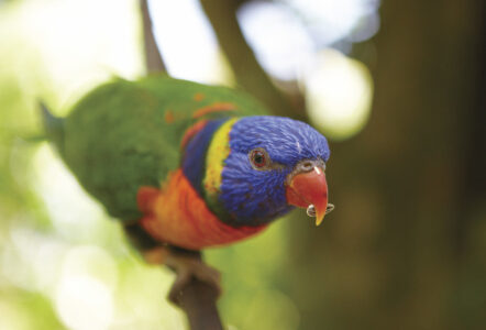 Rainbow Lorikeets, Birdworld Kuranda Rainbow Lorikeets, Birdworld Kuranda, QLD Australia