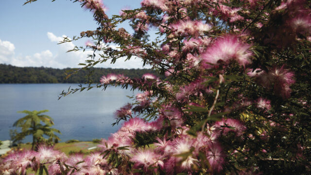Lake Barrine, Atherton Tableland Lake Barrine, Atherton Tableland, QLD Australia