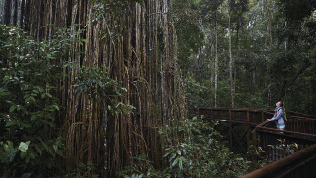 Curtain Fig Tree, Atherton Tableland Curtain Fig Tree, Atherton Tableland, QLD Australia