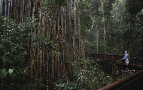Curtain Fig Tree, Atherton Tableland Curtain Fig Tree, Atherton Tableland, QLD Australia