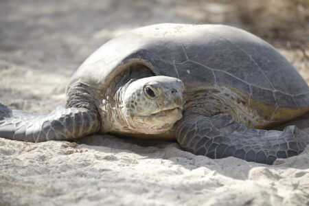 Sea Turtle, Heron Island, Great Barrier Reef Sea Turtle, Heron Island, Great Barrier Reef, QLD Australia