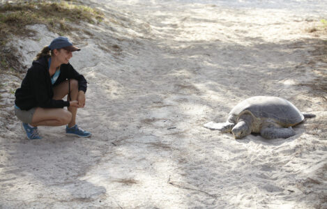 Sea Turtle, Heron Island, Great Barrier Reef Sea Turtle, Heron Island, Great Barrier Reef, QLD Australia