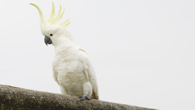 Cockatoos, Lamington National Park Cockatoos, Lamington National Park, QLD