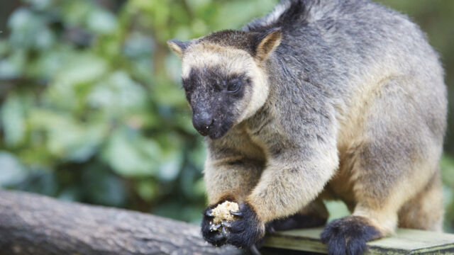 Tree Kangaroo, Burleigh Heads, QLD :David Fleay Wildlife Park Tree Kangaroo, Burleigh Heads: David Fleay Wildlife Park, QLD Australia