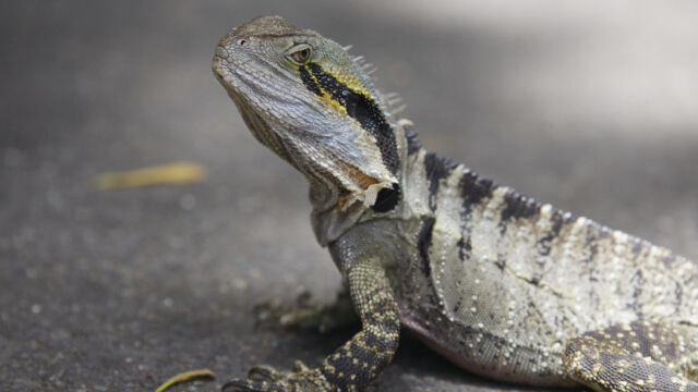 Lone Pine Koala Sanctuary Lone Pine Koala Sanctuary