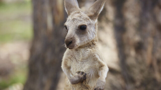 Joey, Brisbane, QLD Joey, Brisbane, QLD
