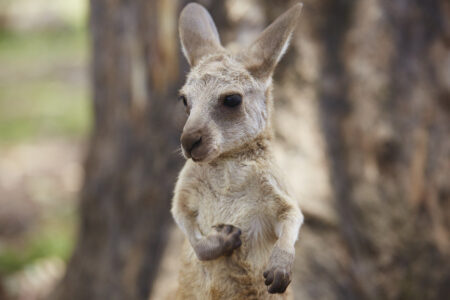 Joey, Brisbane, QLD Joey, Brisbane, QLD