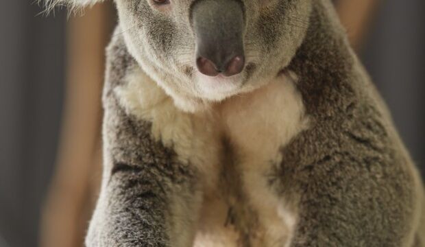 Lone Pine Koala Sanctuary Lone Pine Koala Sanctuary, Koalas, Brisbane, QLD