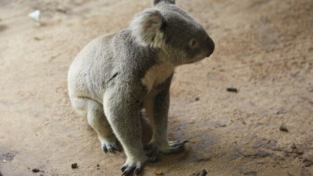 Koalas, Brisbane Koalas, Brisbane, QLD