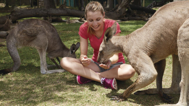 Feeding Kangaroos, Lone Pine Koala Sanctuary Feeding Kangaroos, Lone Pine Koala Sanctuary, Brisbane, QLD