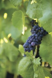 Grapes, Domaine Chandon Grapes, Domaine Chandon Winery, Yarra Valley, Australia