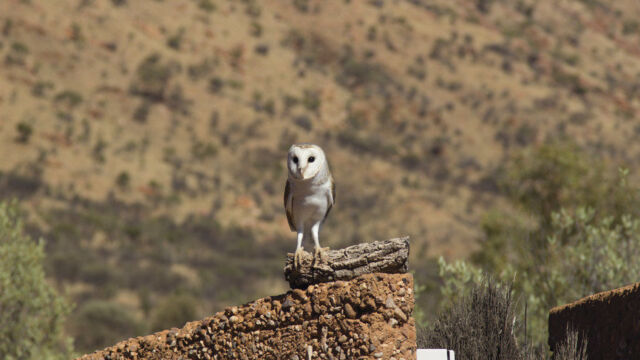Barn Owl - Alice Springs Desert Park Barn Owl, Alice Springs Desert Park Australia