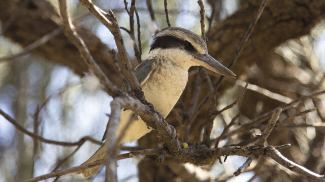 Kookaburra Kookaburra, Alice Springs Australia