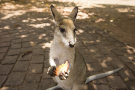 Kangaroo, Top Didj Kangaroo, Top Didj, NT Australia