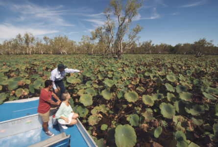 Wetlands airboat safari tour, Wildman Wilderness Lodge Wetlands airboat safari tour, Wildman Wilderness Lodge, NT Australia