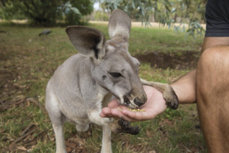 Kangaroo at Cleland Wildlife Park Kangaroo at Cleland Wildlife Park Adelaide Hills, SA Australia
