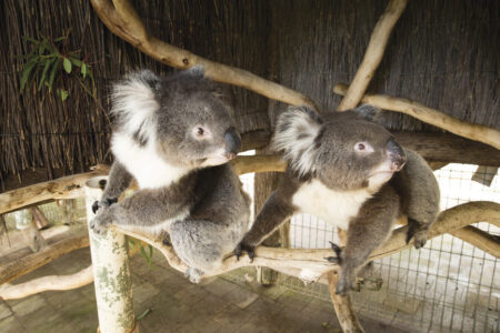 Koalas at Cleland Wildlife Park Koalas at Cleland Wildlife Park Adelaide Hills, SA Australia