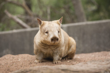 Polar the Womba, one of two very rare and endangered Golden Southern Hairy-Nosed Wombats living at Cleland Wildlife Park Polar the Wombat, Wombat, Adelaide Hills, SA Australia