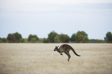 Wallaby, Kangaroo Island, South Australia Wallaby, Kangaroo Island, SA Australia