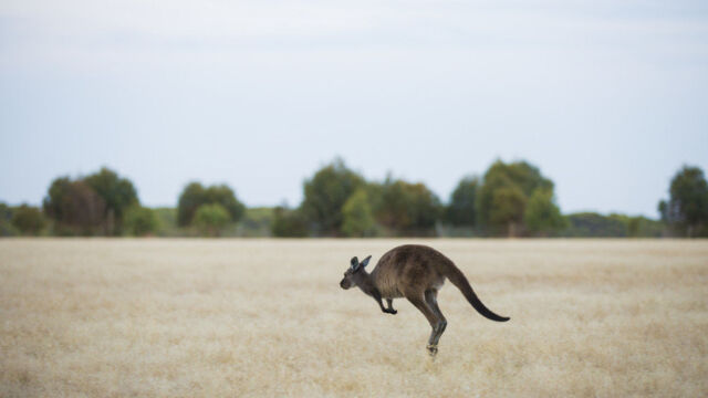 Wallaby, Kangaroo Island, South Australia Wallaby, Kangaroo Island, SA Australia