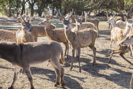 Deers at Kangaroo Island Wildlife Park Deers at Kangaroo Island Wildlife Park , Kangaroo Island, SA