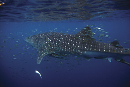 Diving with whalesharks Diving with whalesharks Ningaloo Reef; Exmouth; WA