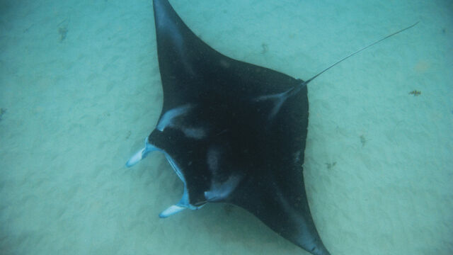 Swimming with the Manta Rays Swimming with the Manta Rays WA; Ningaloo Reef; Exmouth;