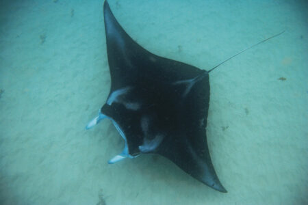 Swimming with the Manta Rays Swimming with the Manta Rays WA; Ningaloo Reef; Exmouth;