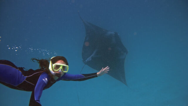 Swimming with the Manta Rays Swimming with the Manta Rays WA; Ningaloo Reef; Exmouth; Australia