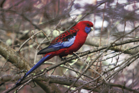 Crimson Rosella Crimson Rosella, Blue Mountains Australia