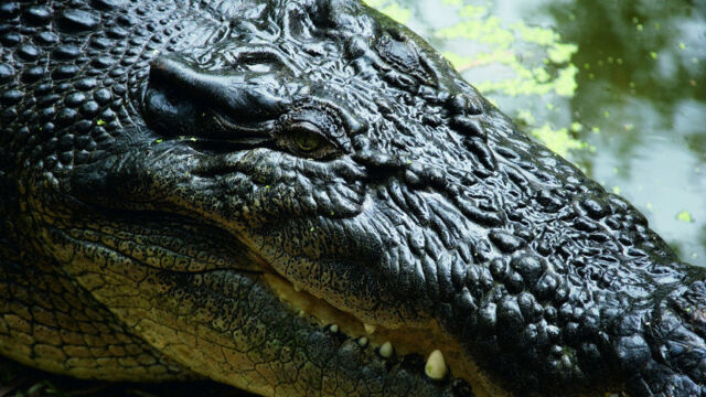 Hartley's Creek Crocodile Farm, Near Palm Cove Hartley's Creek Crocodile Farm, Near Palm Cove