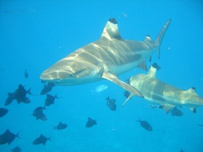 Shark Feeding at Shark and Sting Ray Feeding Tour Shark Feeding at Shark and Sting Ray Feeding Tour