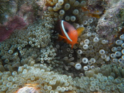 Fiji underwater Fiji underwater