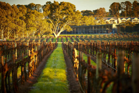 Jacob's Creek Through the Vines Jacob's Creek Through the Vines