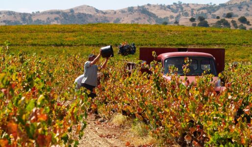 Langmeil Winery Langmeil Winery