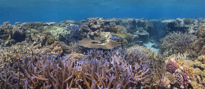 Coral Coral Great Barrier Reef