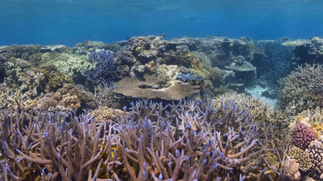 Coral Coral Great Barrier Reef