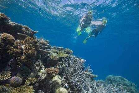 Great Barrier Reef Australia Snorkelers in the Great Barrier Reef, Australia